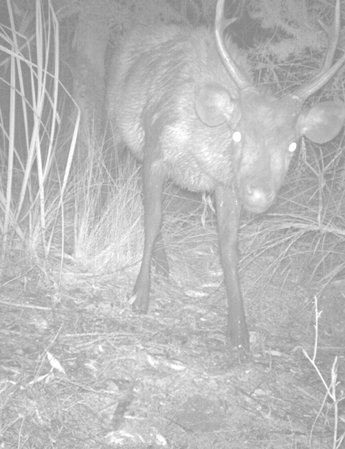 deer-night-1