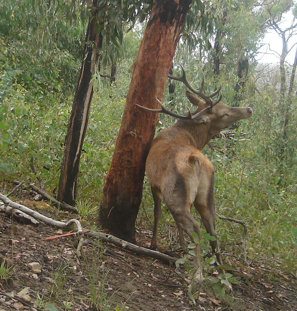 events-deer-2